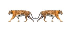 2 photos de tigres dont l'une en miroir